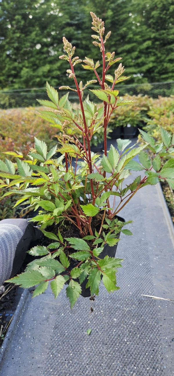 Astilbe japonica 'Luna' Astilbe japonica 'Luna'
