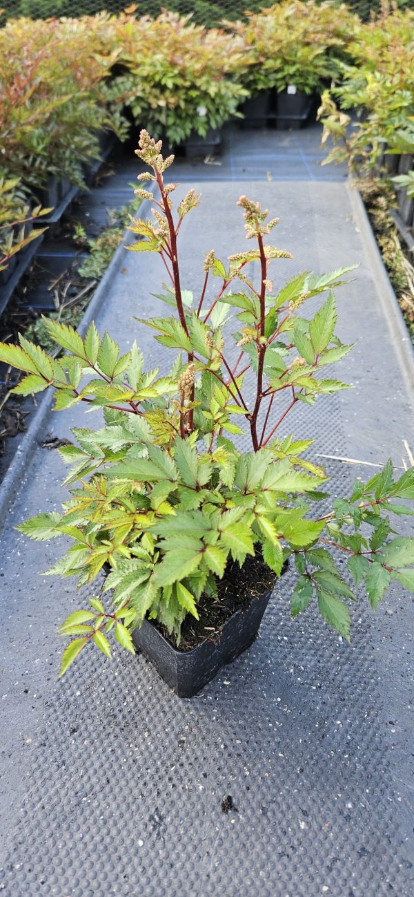 Astilbe japonica 'Luna'2 Astilbe japonica 'Luna'