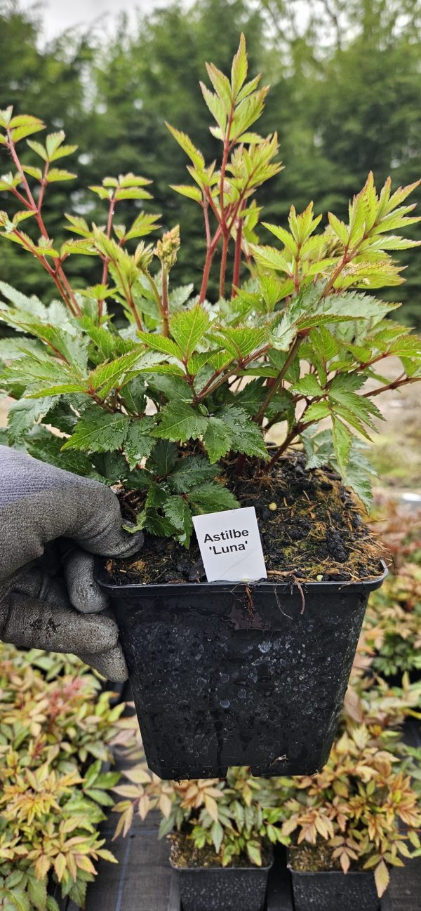 Astilbe japonica 'Luna'3 Astilbe japonica 'Luna'