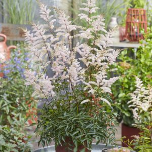 Astilbe simplicifolia 'Pretty in Pink'