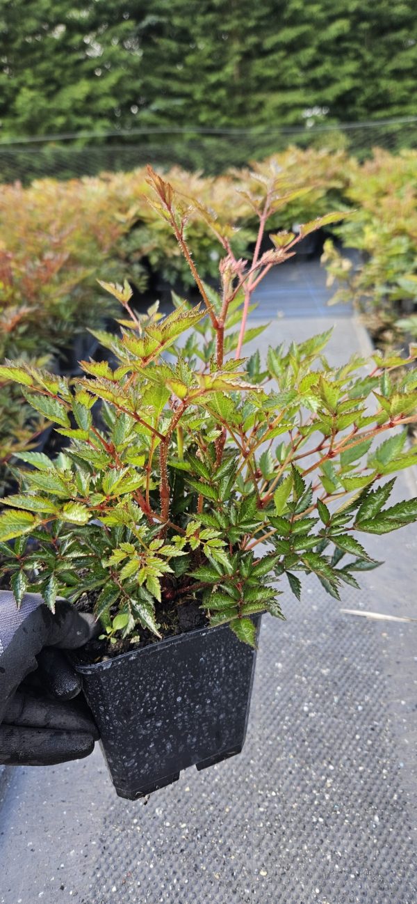 Astilbe simplicifolia 'Pretty in Pink' 2 Astilbe simplicifolia 'Pretty in Pink'