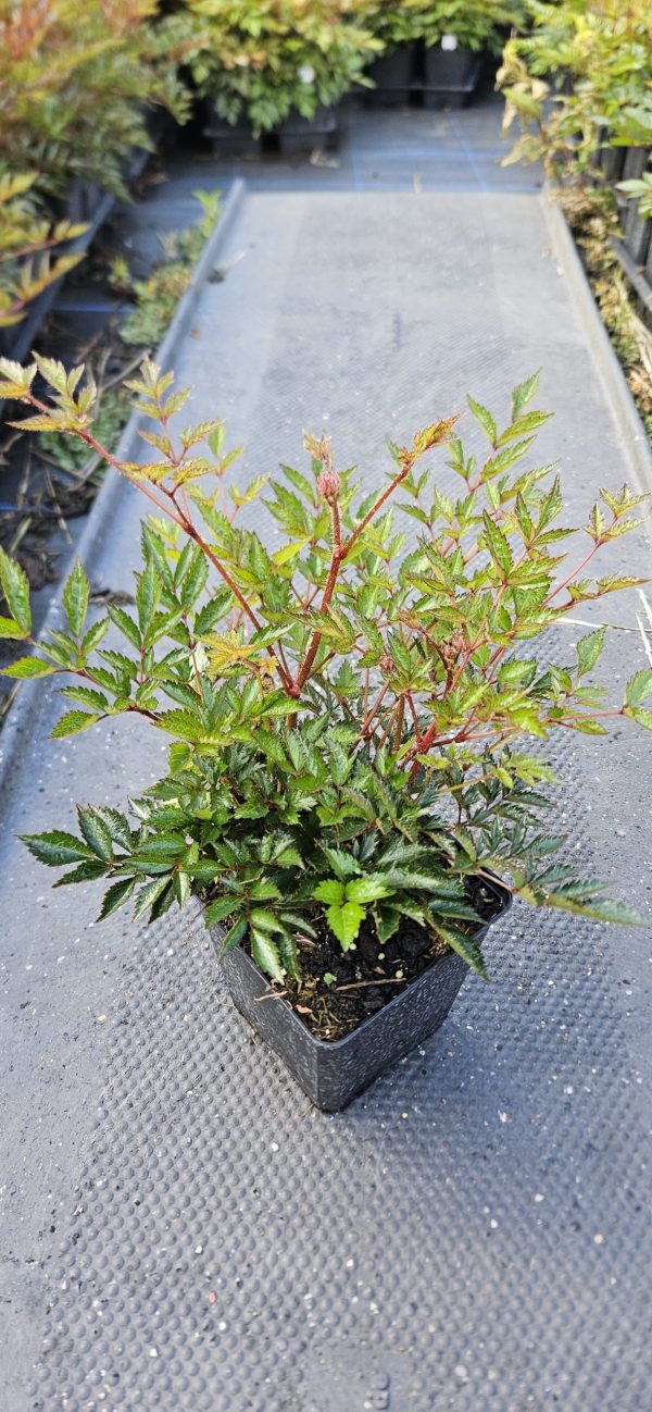 Astilbe simplicifolia 'Pretty in Pink' 3 Astilbe simplicifolia 'Pretty in Pink'