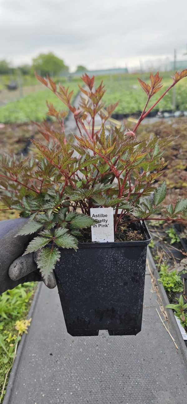 Astilbe simplicifolia 'Pretty in Pink' 4 Astilbe simplicifolia 'Pretty in Pink'