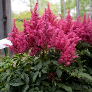Astilbe x arendsii 'Lara'