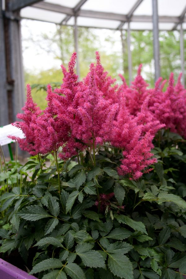 Astilbe x arendsii 'Lara' Astilbe x arendsii 'Lara'