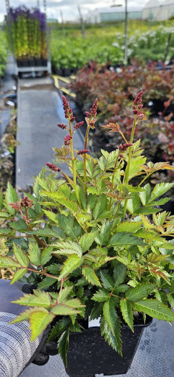 Astilbe x arendsii 'Lara' 2 Astilbe x arendsii 'Lara'