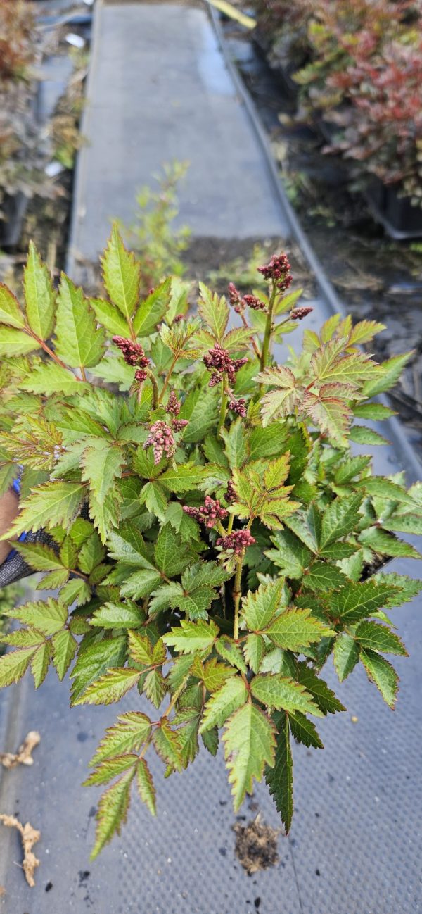 Astilbe x arendsii 'Lara' 3 Astilbe x arendsii 'Lara'