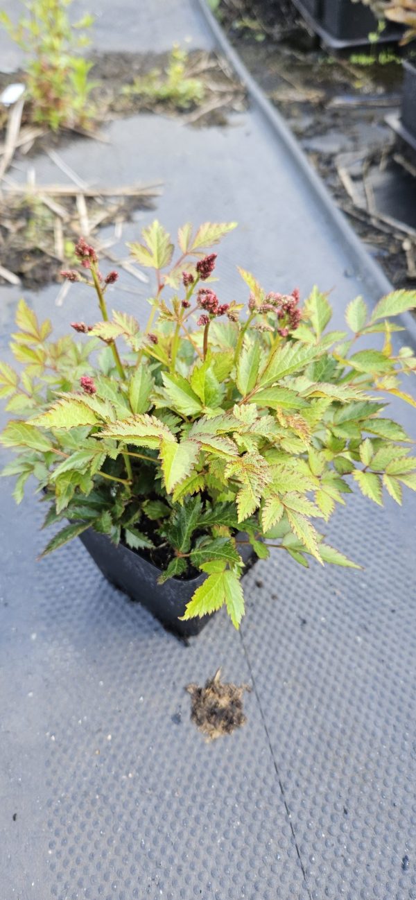 Astilbe x arendsii 'Lara' 4 Astilbe x arendsii 'Lara'