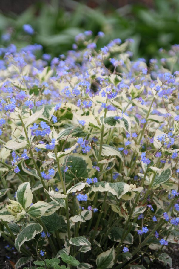 Brunnera macrophylla 'Dawson's White' Brunnera macrophylla 'Dawson's White'