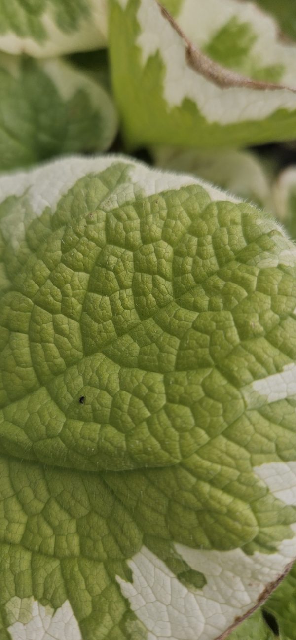 Brunnera macrophylla 'Dawson's White'2 Brunnera macrophylla 'Dawson's White'