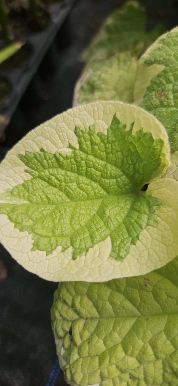 Brunnera macrophylla 'Dawson's White'3 Brunnera macrophylla 'Dawson's White'