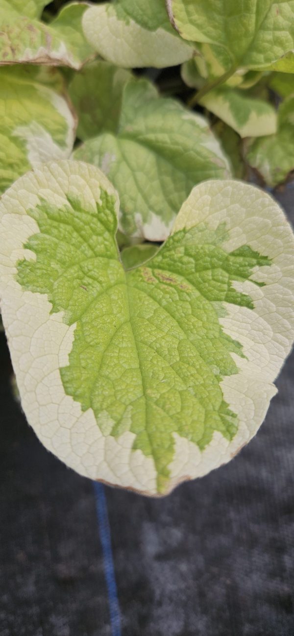 Brunnera macrophylla 'Dawson's White'4 Brunnera macrophylla 'Dawson's White'