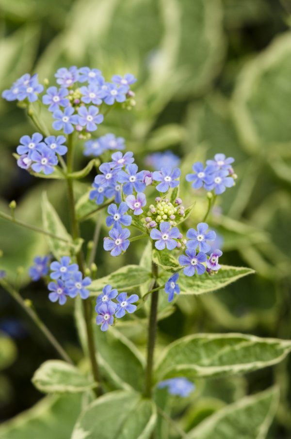 Brunnera macrophylla Hadspen Cream Brunnera macrophylla 'Hadspen Cream'