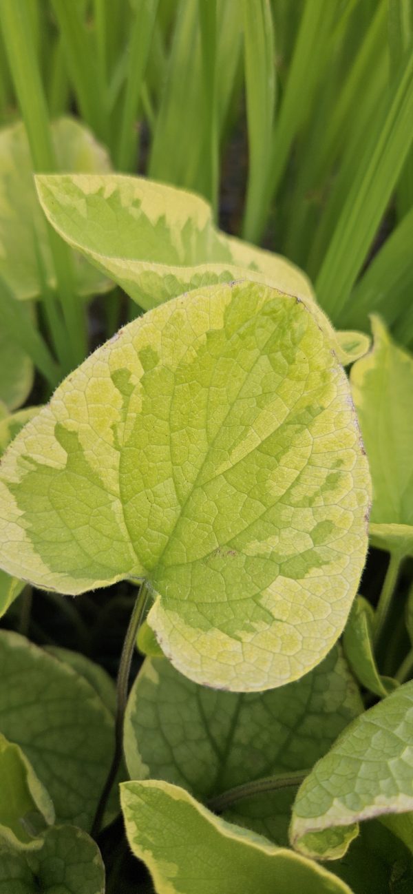 Brunnera macrophylla 'Hadspen Cream'2 Brunnera macrophylla 'Hadspen Cream'