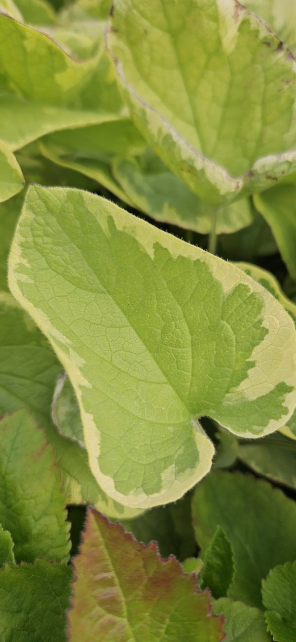 Brunnera macrophylla 'Hadspen Cream'3 Brunnera macrophylla 'Hadspen Cream'
