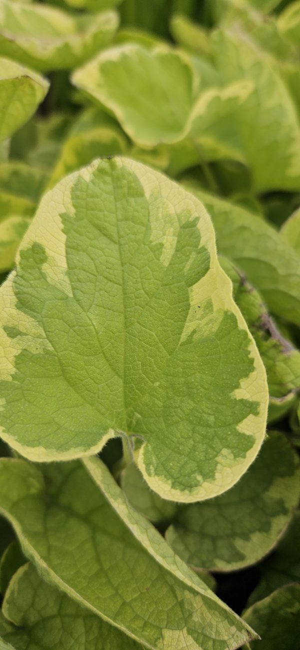 Brunnera macrophylla 'Hadspen Cream'4 Brunnera macrophylla 'Hadspen Cream'