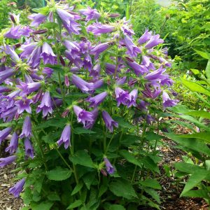 Campanula 'Viking'