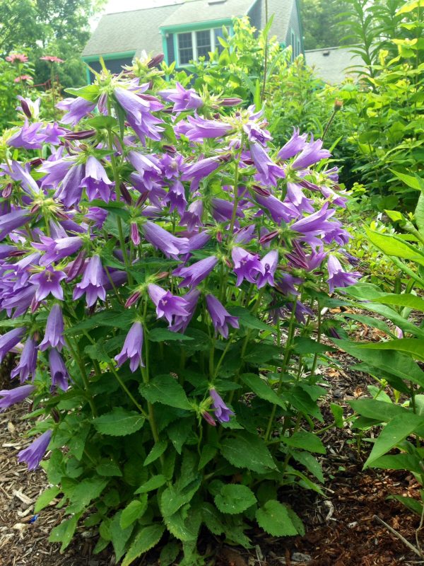 Campanula 'Viking' Campanula 'Viking'