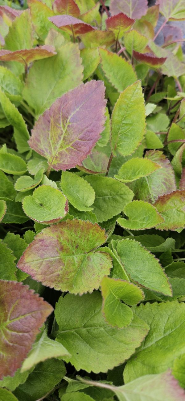 Campanula 'Viking'2 Campanula 'Viking'