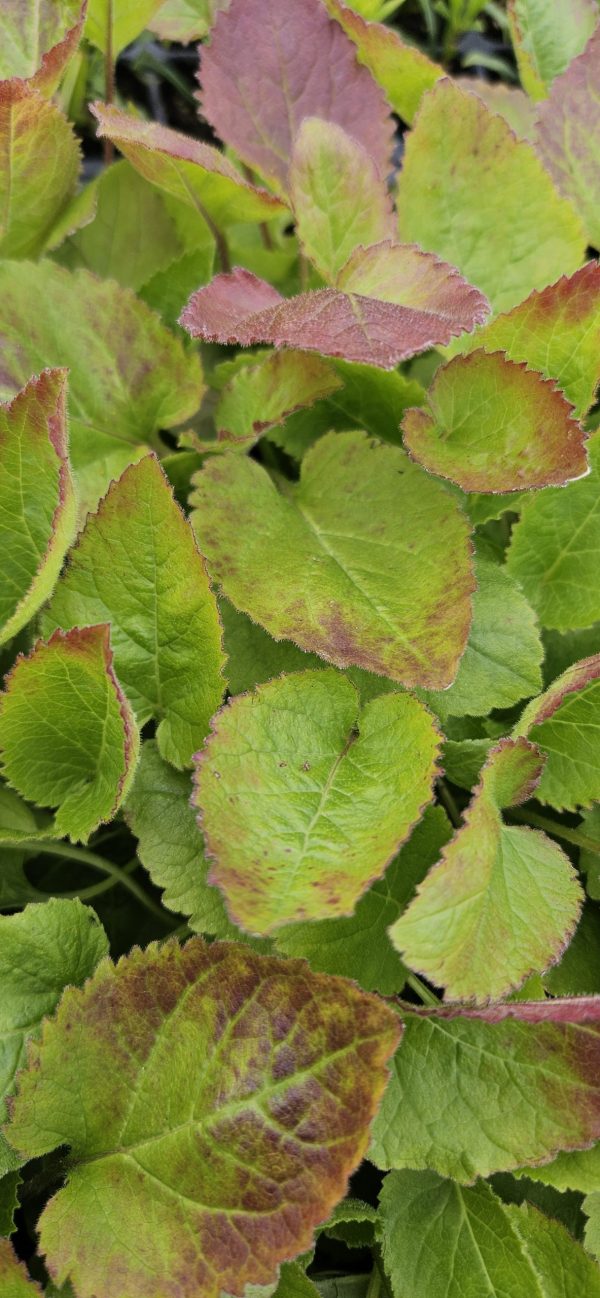 Campanula 'Viking'3 Campanula 'Viking'