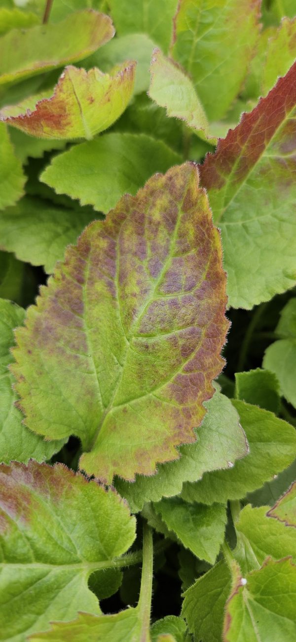Campanula 'Viking'4 Campanula 'Viking'