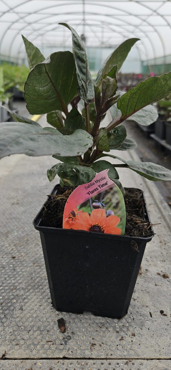 Dahlia 'Mystic Flares Time' Dahlia 'Mystic Flares Time'