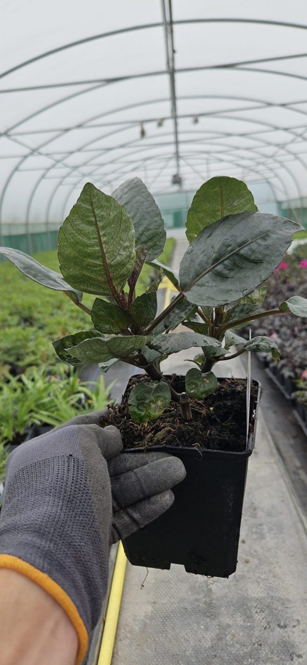 Dahlia 'Mystic Flares Time' 2 Dahlia 'Mystic Flares Time'