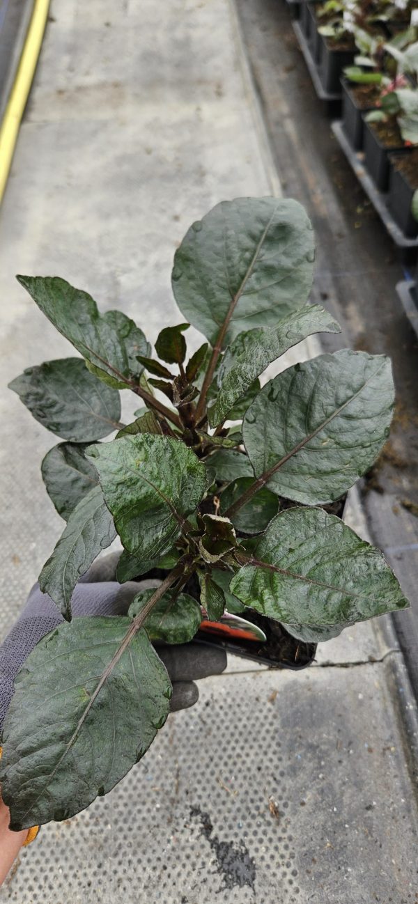 Dahlia 'Mystic Flares Time' 3 Dahlia 'Mystic Flares Time'