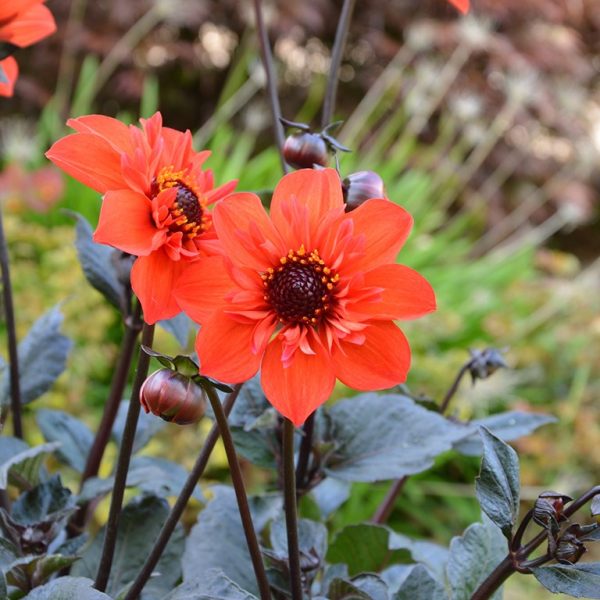 Dahlia 'Mystic Flares Time' 4 Dahlia 'Mystic Flares Time'
