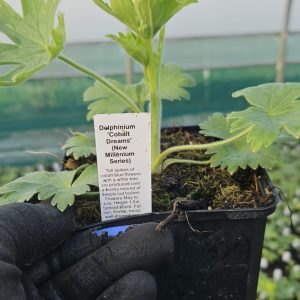 Delphinium ‘Cobalt Dreams’