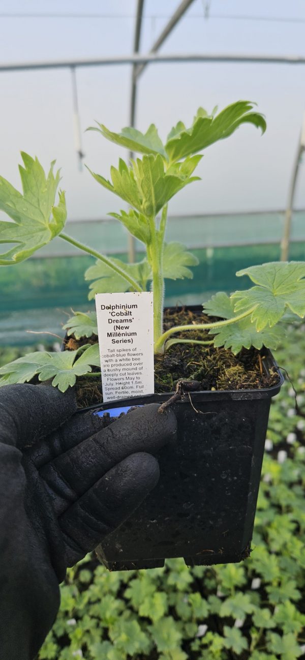Delphinium ‘Cobalt Dreams’ Delphinium ‘Cobalt Dreams’