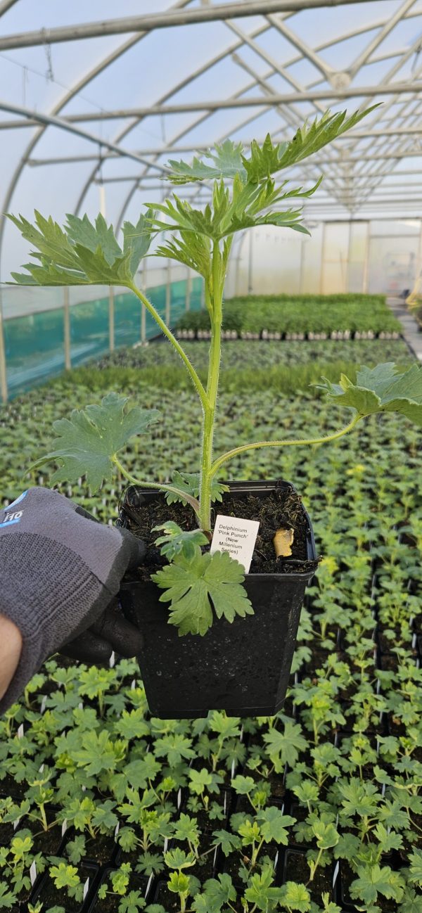 Delphinium ‘Pink Punch' Delphinium ‘Pink Punch'