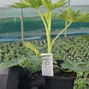 Delphinium ‘Royal Aspirations’