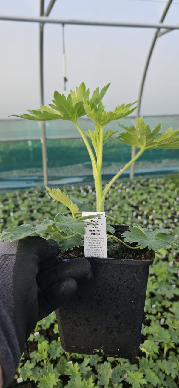 Delphinium ‘Royal Aspirations’ Delphinium ‘Royal Aspirations’