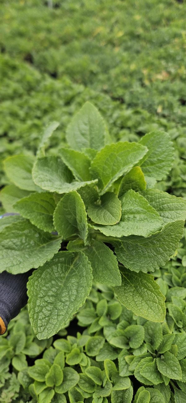 Digitalis purpurea 'Pollux Pink'2 Digitalis purpurea 'Pollux Pink'