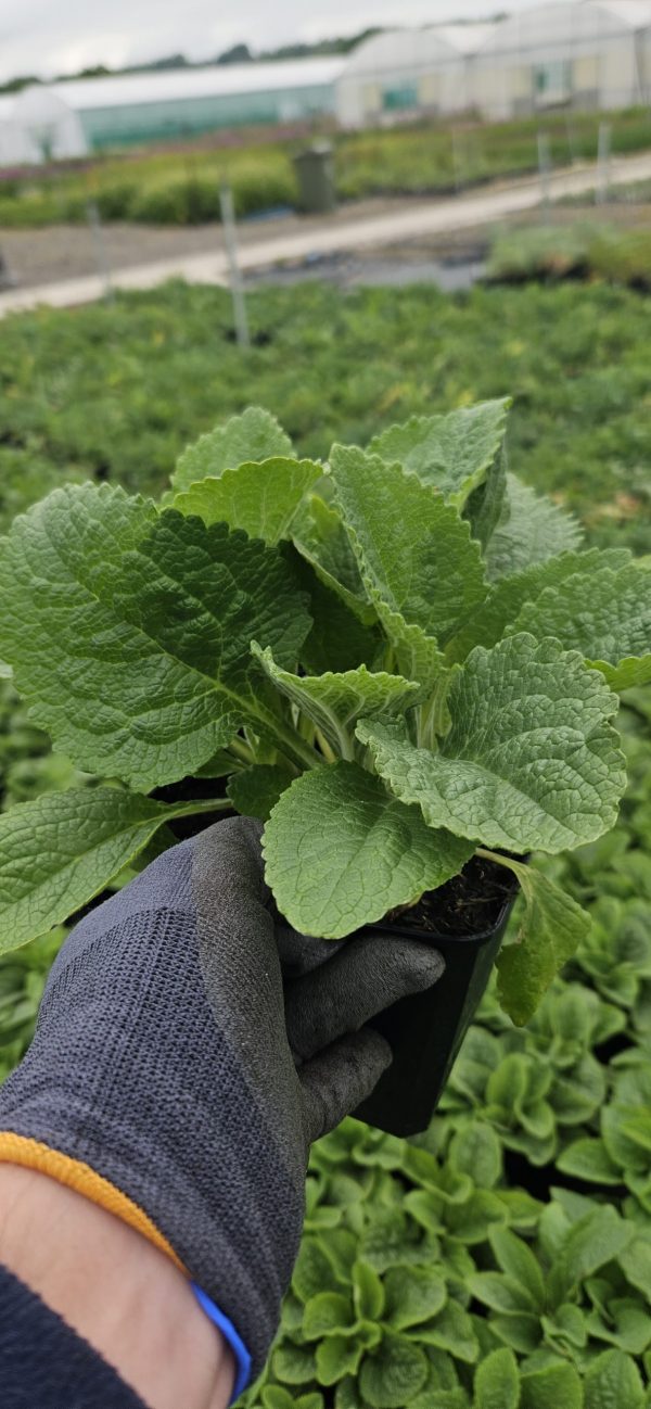 Digitalis purpurea 'Pollux Pink'3 Digitalis purpurea 'Pollux Pink'