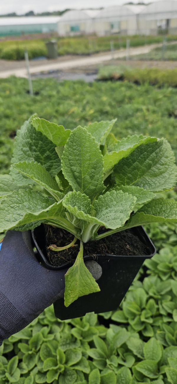 Digitalis purpurea 'Pollux Pink'4 Digitalis purpurea 'Pollux Pink'