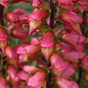 Digitalis x valinii 'Firebird'
