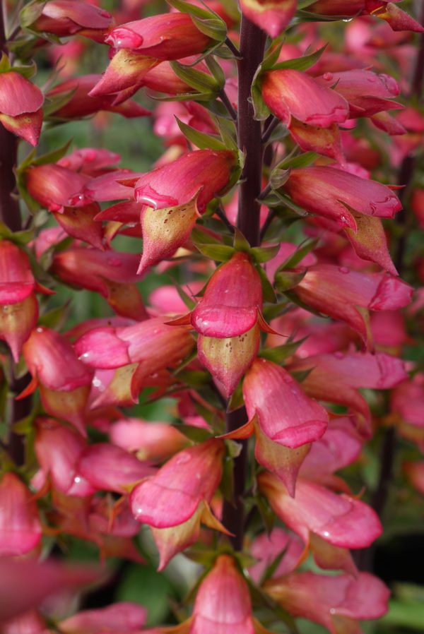 Digitalis x valinii 'Firebird' Digitalis x valinii 'Firebird'