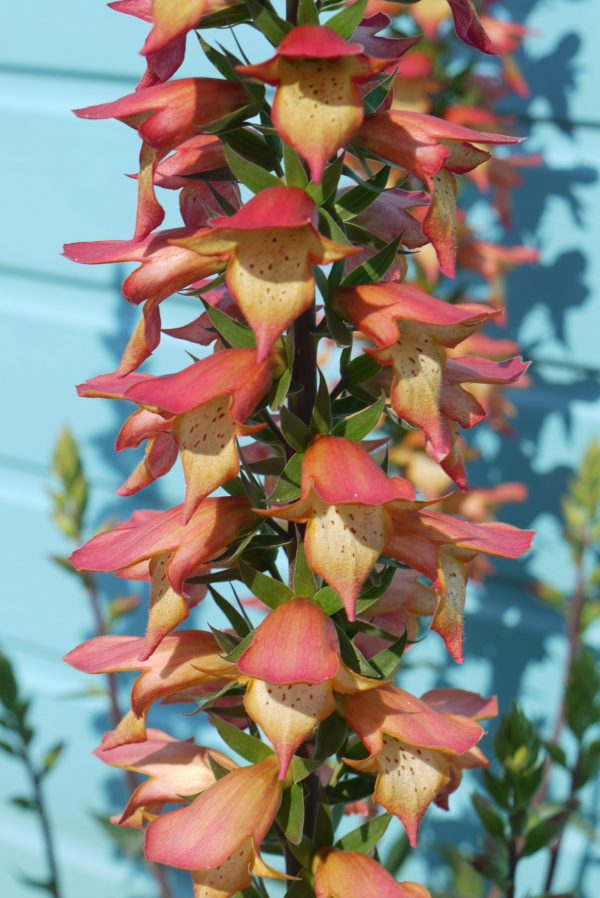 Digitalis x valinii 'Firebird'2 Digitalis x valinii 'Firebird'