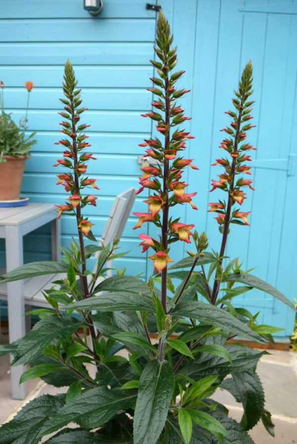 Digitalis x valinii 'Firebird'3 Digitalis x valinii 'Firebird'