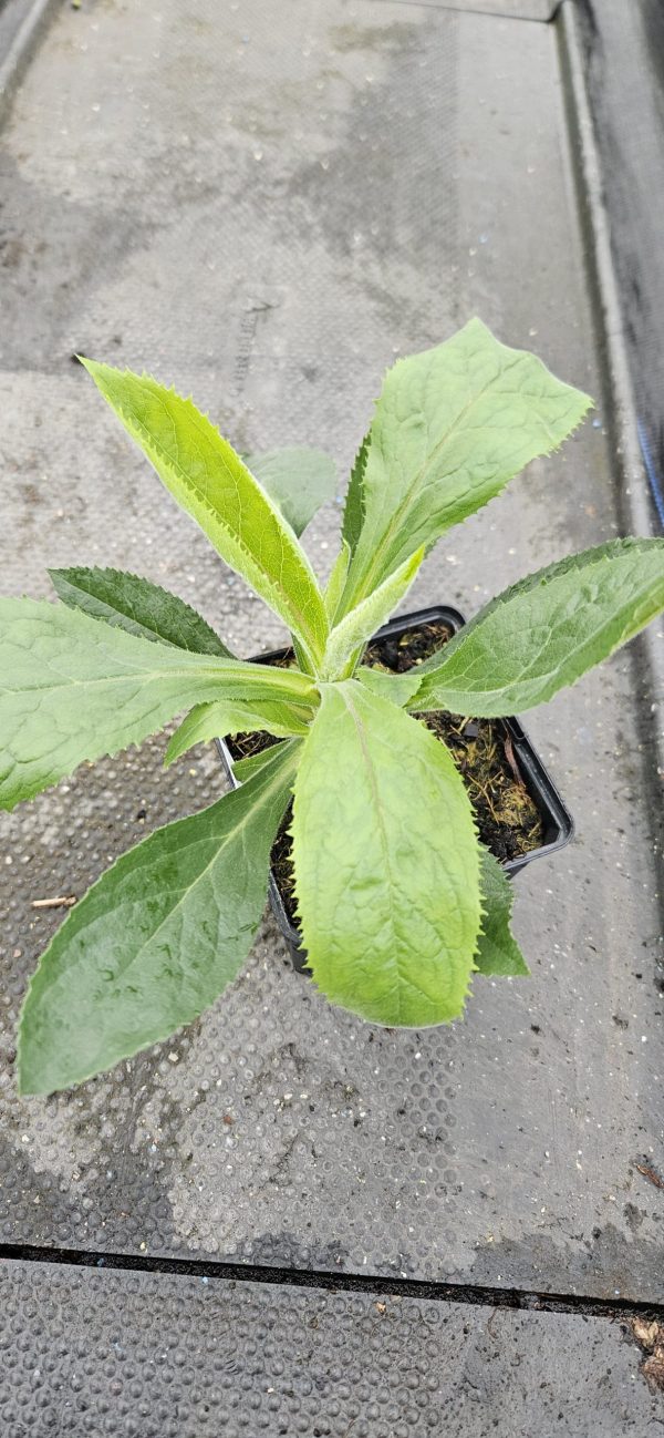 Digitalis x valinii 'Firebird'4 Digitalis x valinii 'Firebird'