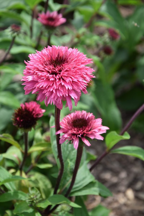 Echinacea 'Blackberry Truffle'