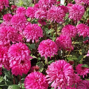 Echinacea 'Blackberry Truffle'