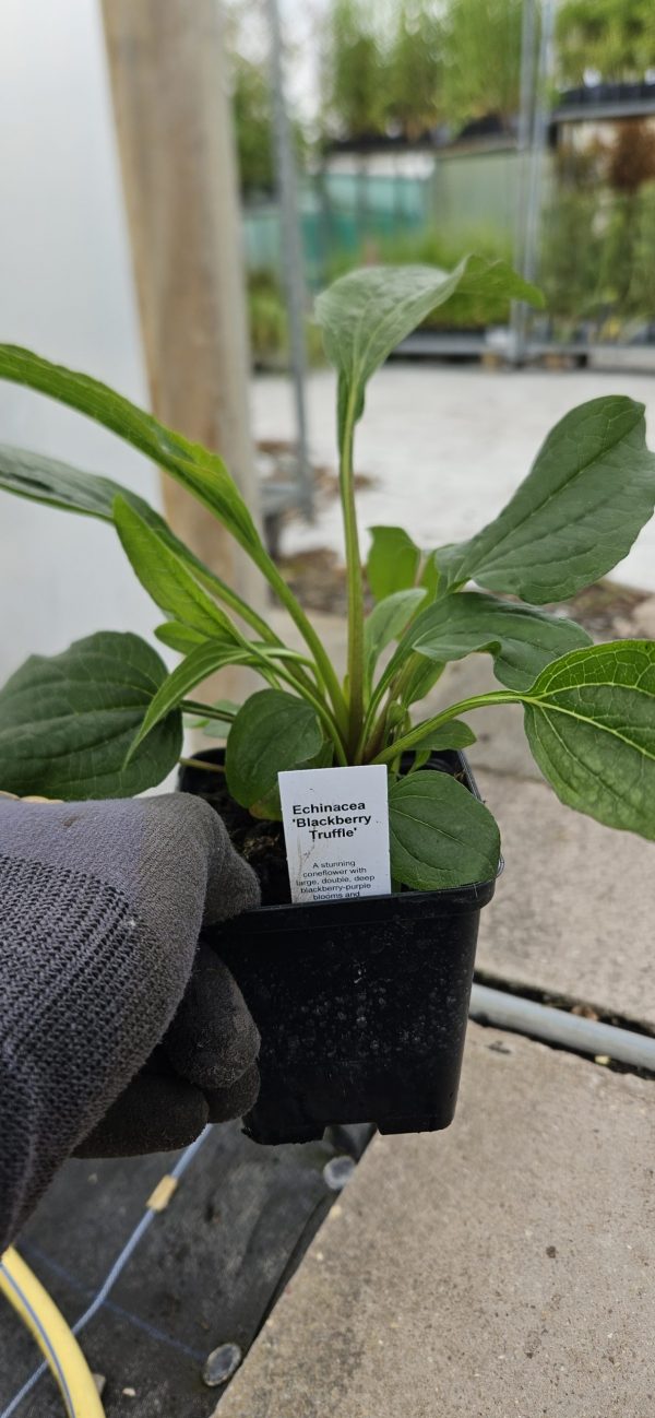 Echinacea 'Blackberry Truffle'