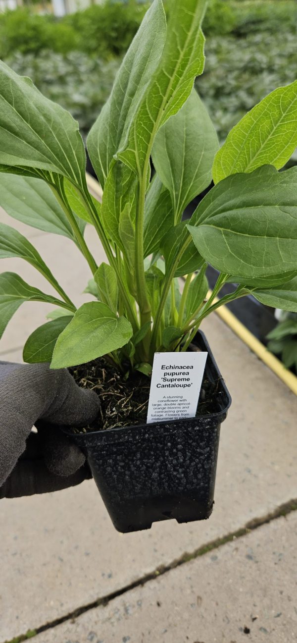 Echinacea purpurea 'Supreme Cantaloupe'