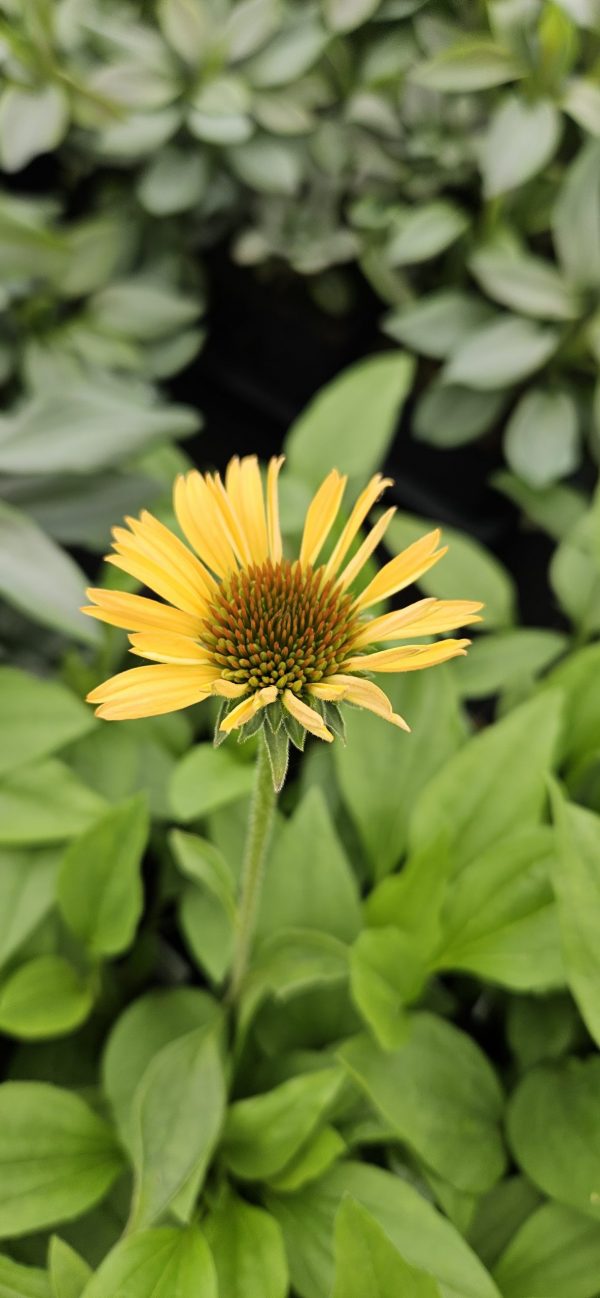 Echinacea purpurea 'Supreme Cantaloupe'