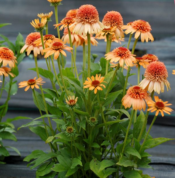 Echinacea purpurea 'Supreme Cantaloupe'