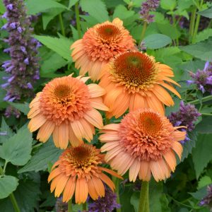 Echinacea purpurea 'Supreme Cantaloupe'
