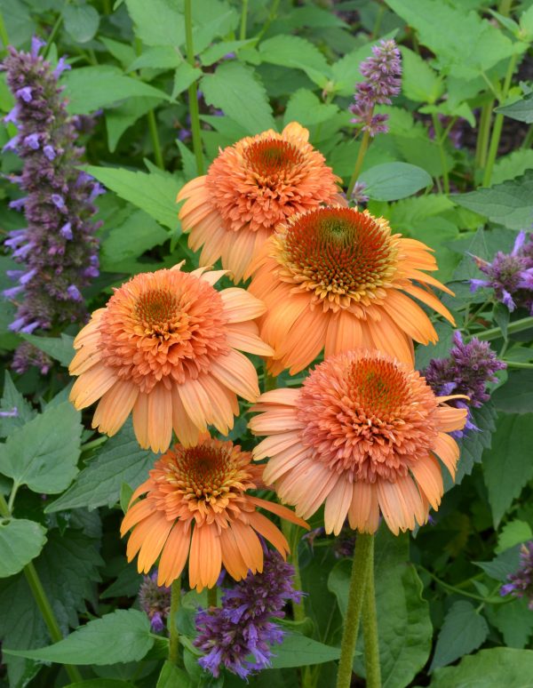 Echinacea purpurea 'Supreme Cantaloupe'
